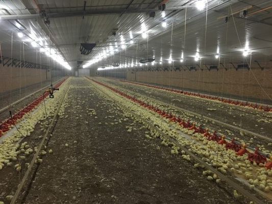 Construction de bâtiments en acier léger galvanisé maison de volaille Ferme de poulet Boulons de connexion