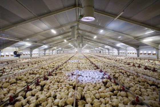 Structure en acier galvanisé de type fermé, poulailler commercial contrôlé par l'environnement